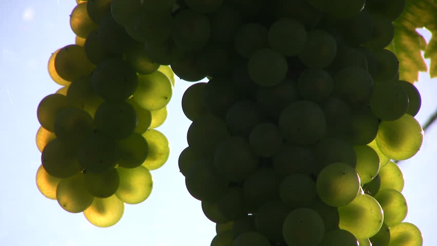 grapes against the light