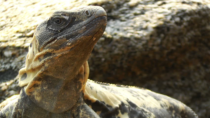 Iguana in the Beach of South Mexico in Oaxaca Central America