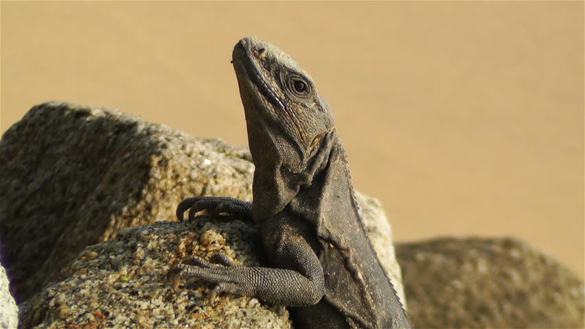 Iguana in the Beach of South Mexico in Oaxaca Central America