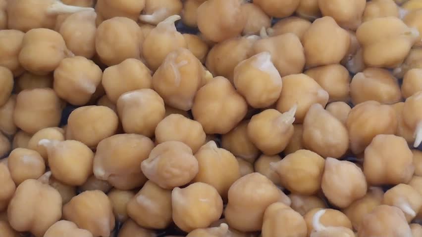 sprouted chickpeas on plate, close up, zoom out 