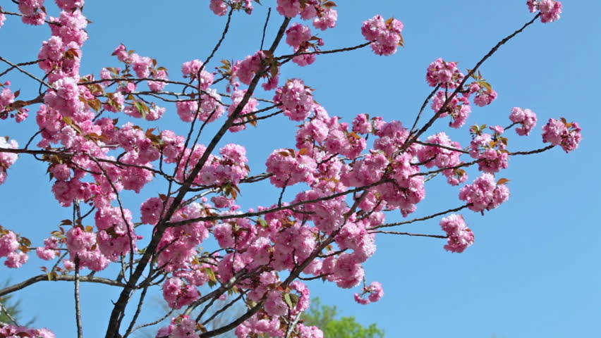 Japanese cherry (sakura) blossom with pink flowers on the tree on blue sky background, Tokyo, Japan
