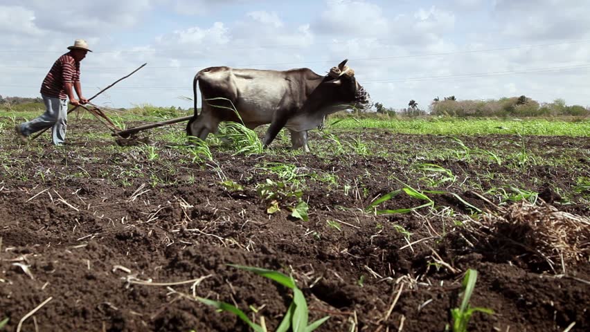 GUINES, CUBA - CIRCA APRIL 2013: Beginning of the growing season, Cuban farmer working in the field, peasant plowing the ground with plow pulled by oxen in farm, circa April 2013 in Guines, Cuba
