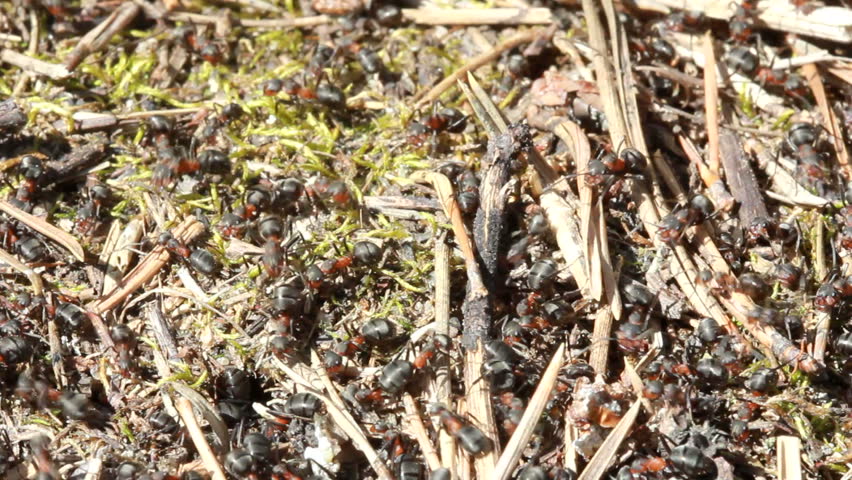 European red wood ant (Formica rufa)
