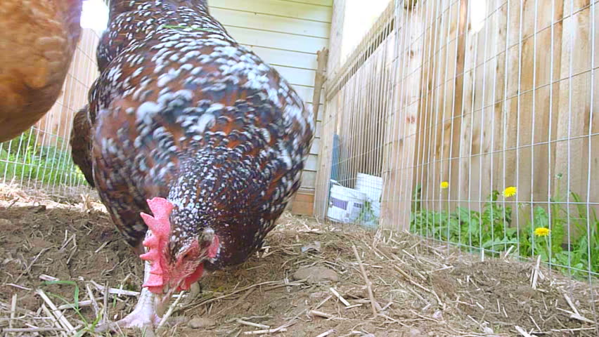 Two chickens in chicken coop eating grass close up.