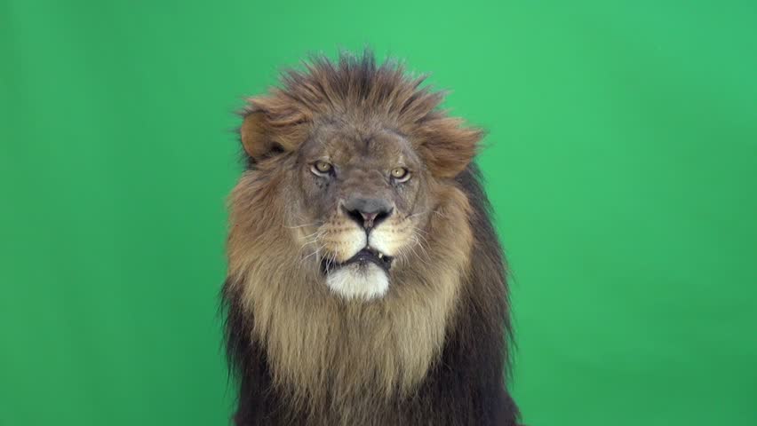 Lion looking around and at the camera in front of a green key