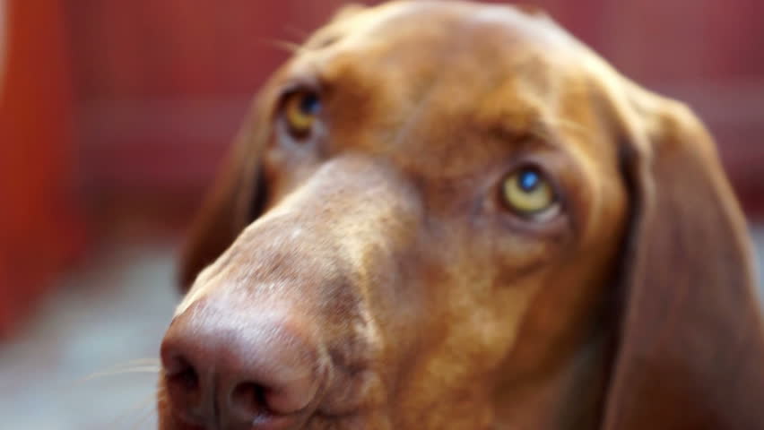 vizsla dog