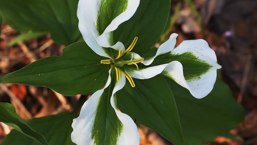 The rare green Trillium in a woodland scene
