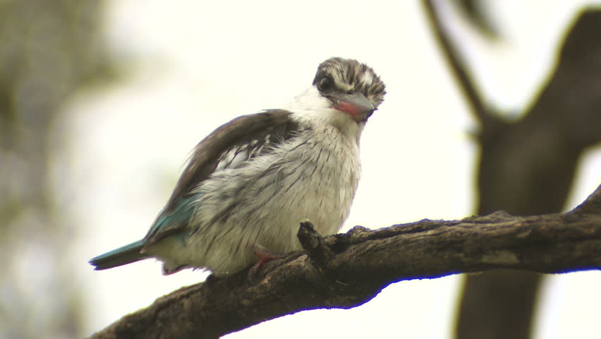 Striped Kingfisher