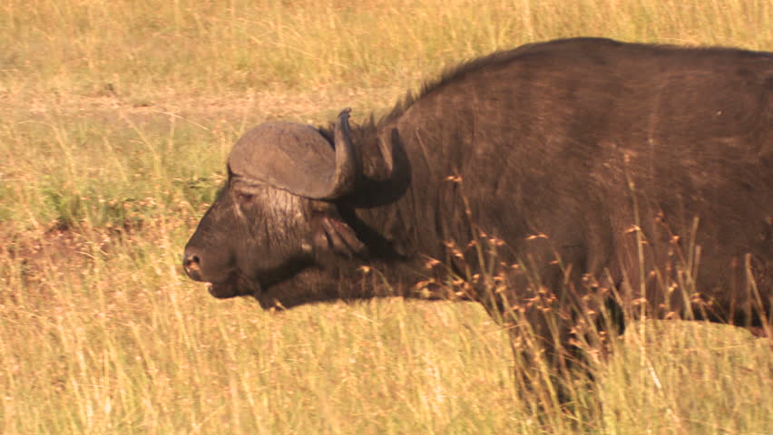 Buffalo walking and cuddles