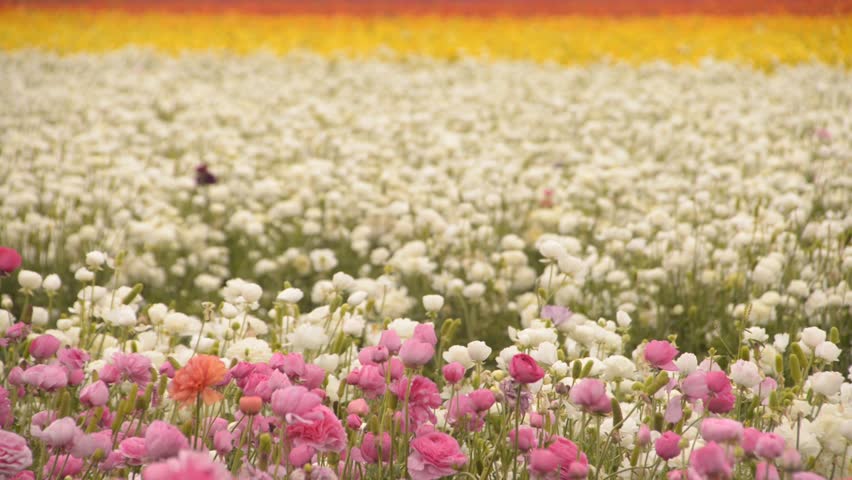 Flower Fields LM08 Persian Buttercup