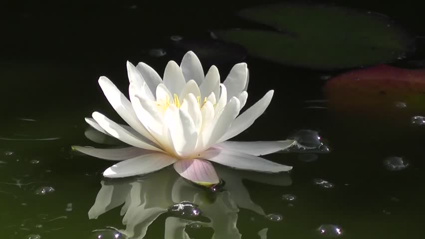 Beautiful white fragile water lily reflected in the surface of the lake, close up