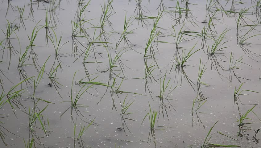 young rice sapling in the field near sunset