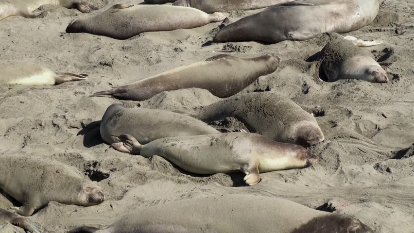 Colony elephant seals (females & pups) on the California coast ( San Simeon)