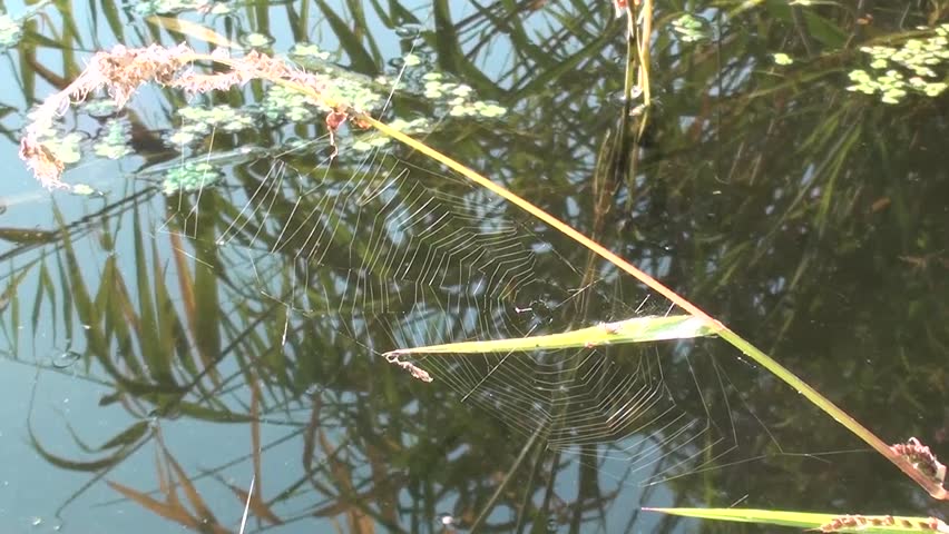 Spiderweb on cane, zoom in, audio birds singing