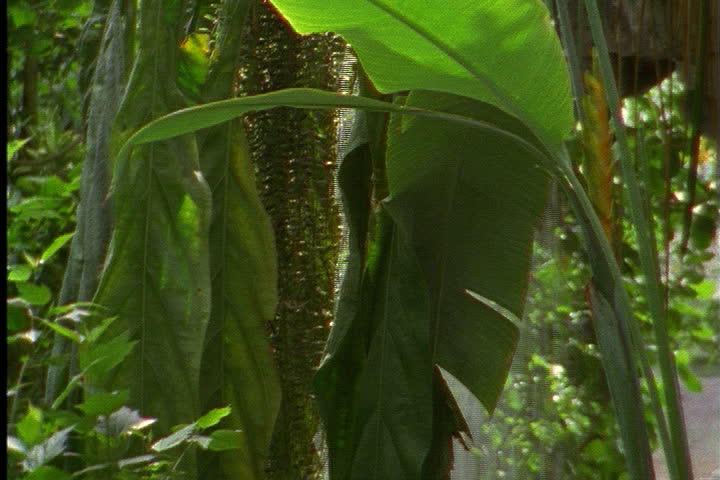 ST. LOUIS - CIRCA MARCH 2000: Huge anthurium leaves with waterfall behind.