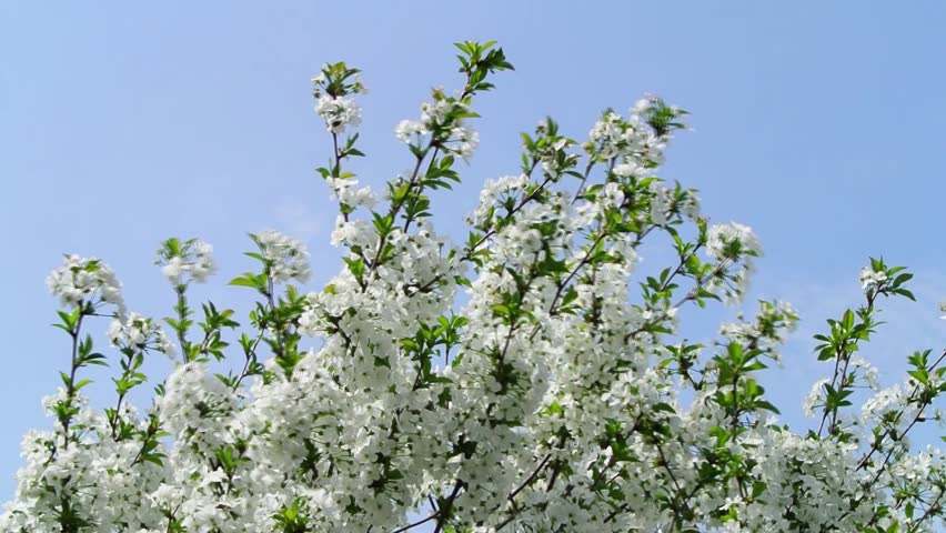 Cherry Tree, Cherry Blossom with blue sky in background