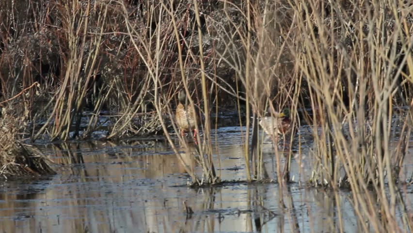 In those places where the ducks are hunted wild mallards are very careful