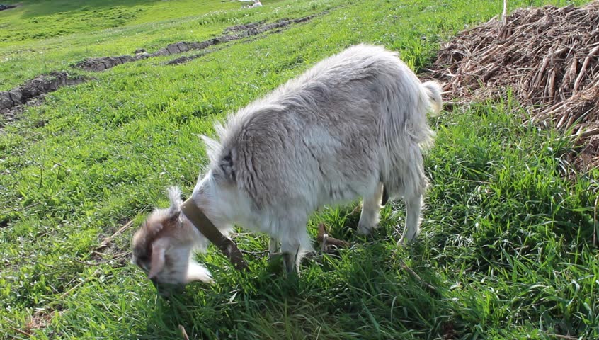 mature goat grazing in the meadow
