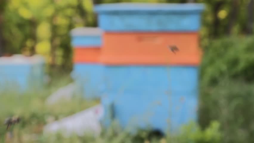 Busy Bees Swarming in front of Beehive Nature Background HD