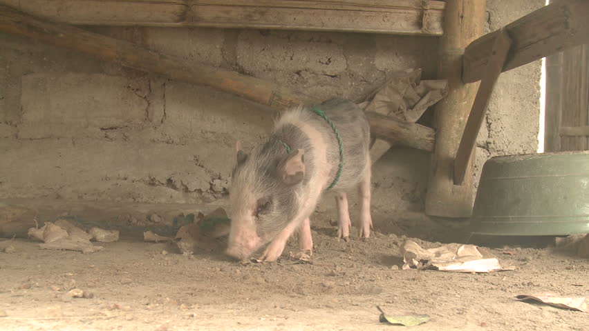 Piglet Scavenging For Food - Shot in full HD 1920x1080 30p on Sony EX1.