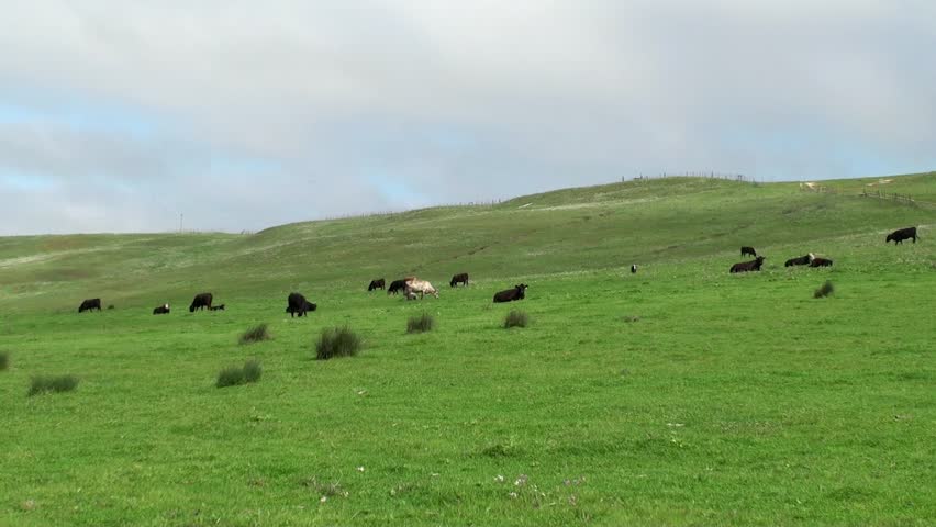 A herd of cows on pasture