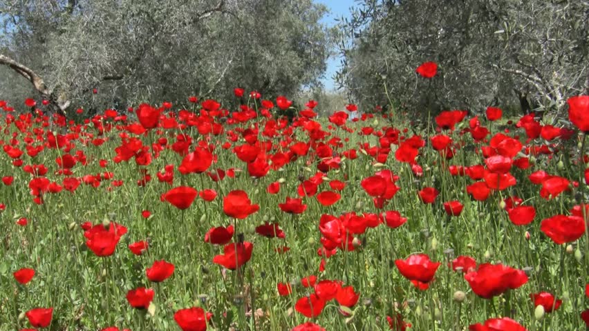 Wild Poppy and olive trees