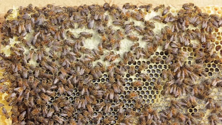 Bees on honeycomb rack.
