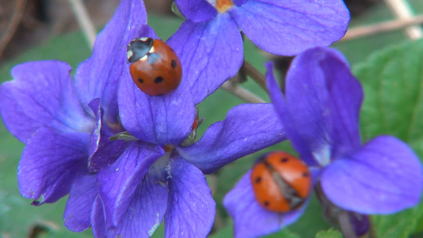 Ladybugs on Field Flowers on Meadow, Walking Ladybird on Lawn, Bug, Macro
