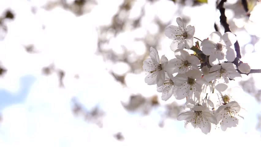 Close up of cherry blossoms in spring,  branch of cherry tree with white blossoms, spring concept, Kent, England.UK