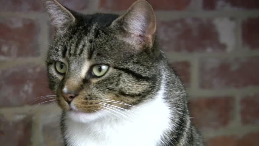 Yawning domestic tabby cat