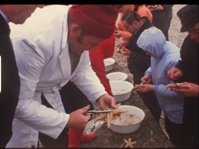 HELGOLAND, GERMANY - CIRCA 1970s: People cut up starfish in Helgoland, Germany circa 1970s. Vintage 8mm film.