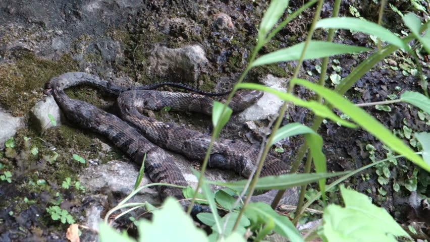 A dead snake rotting.