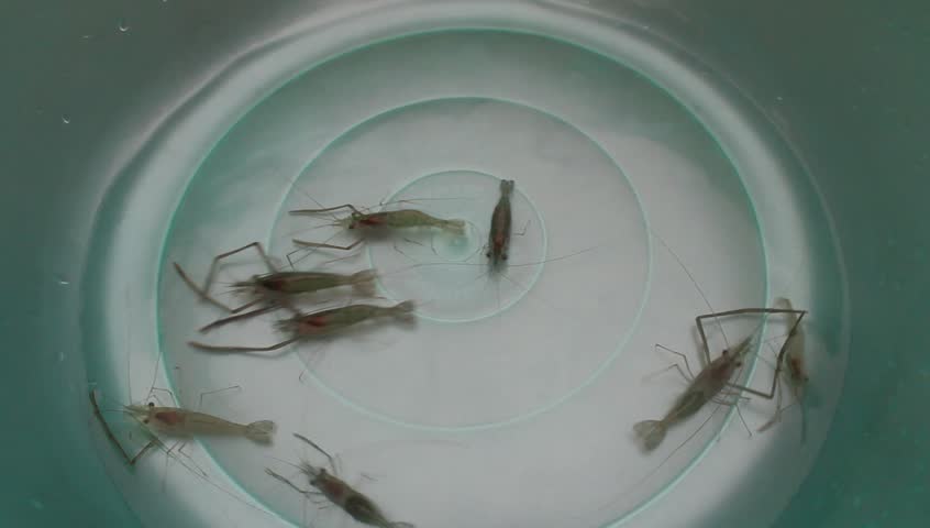 shrimp swimming in water