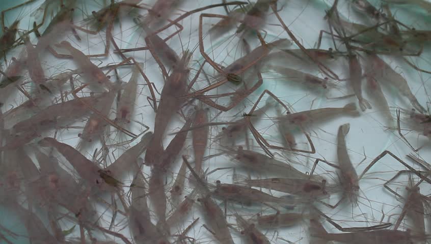 shrimp swimming in water