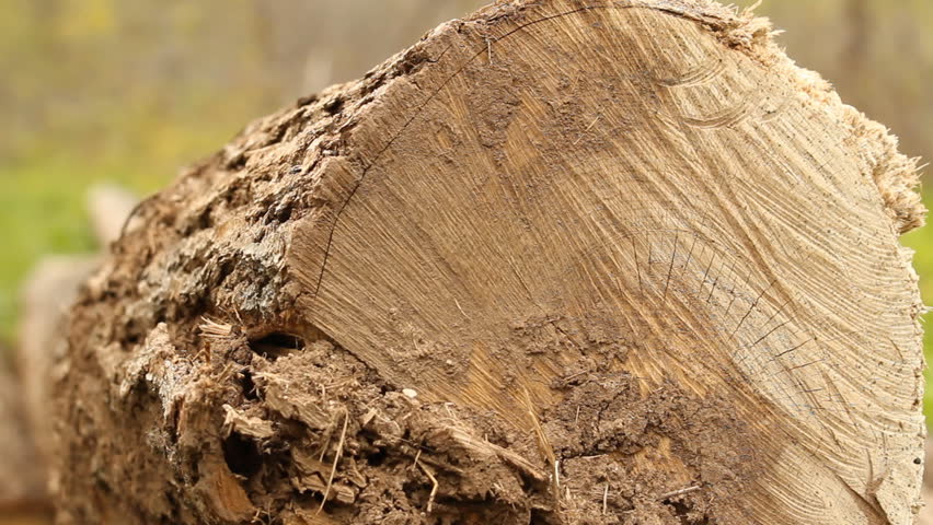 Cut down a tree. Forestry 