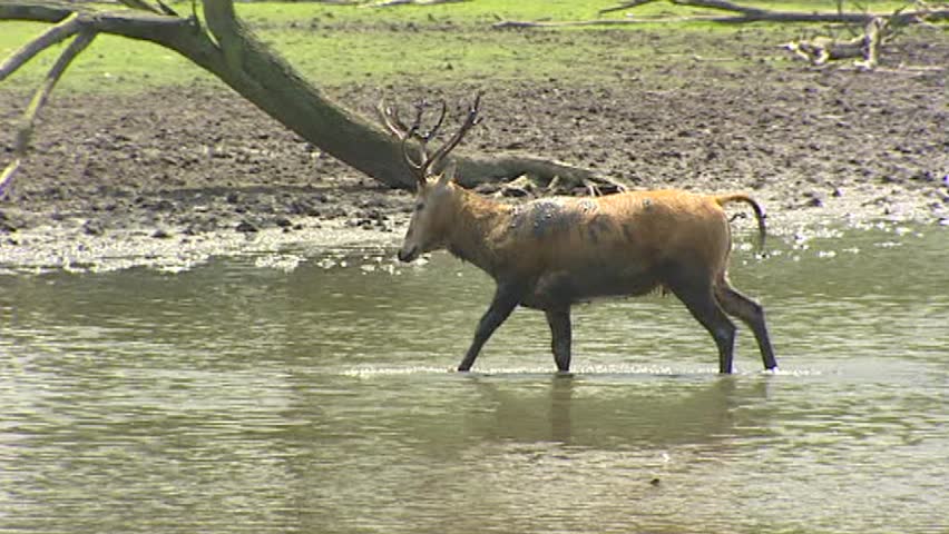 Swamp with Pere David's Deer (Elaphurus davidianus) or Milu, wades and defacates in swamp.  Pere David's Deer prefer marshland and graze on a mixture of grass and water plants.