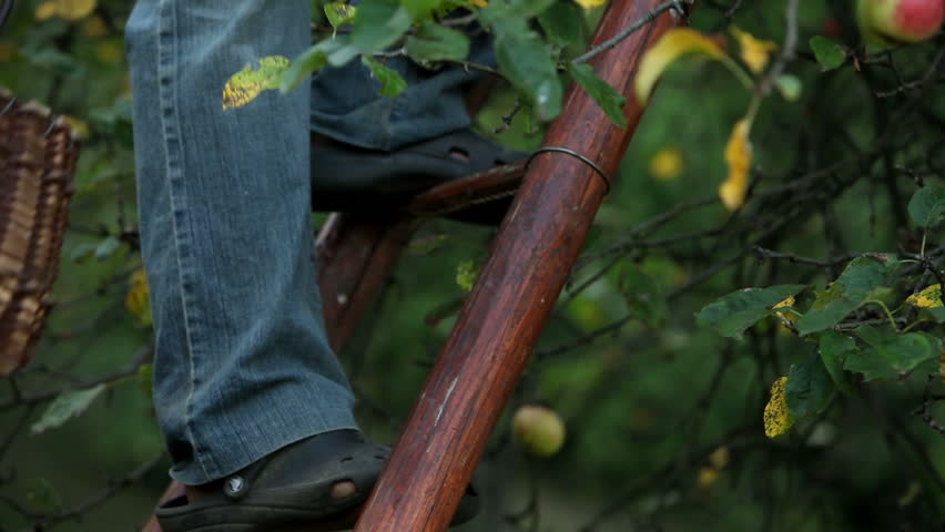 Close up of a senior man picking apples from a tree