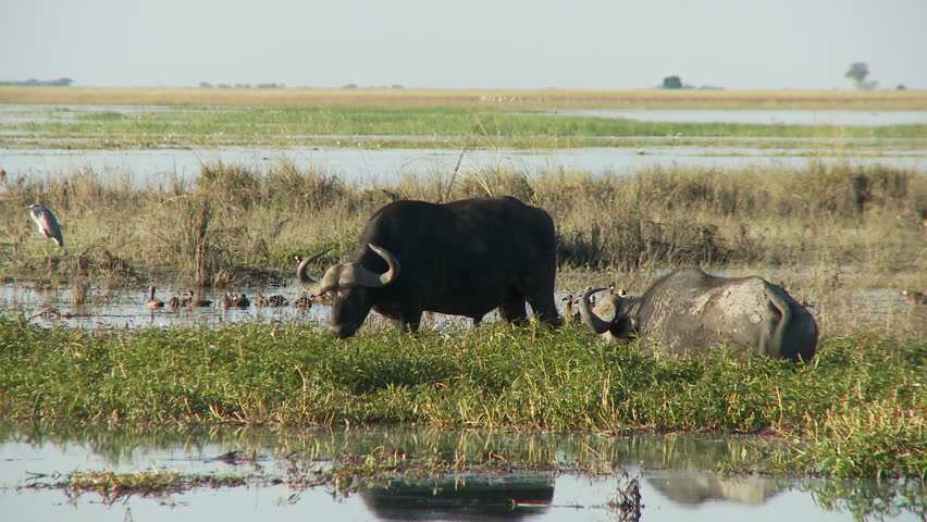 Two buffalo wade in shallow waters of the Chobe River feeding on the grasses as waterbirds fly by in the distance