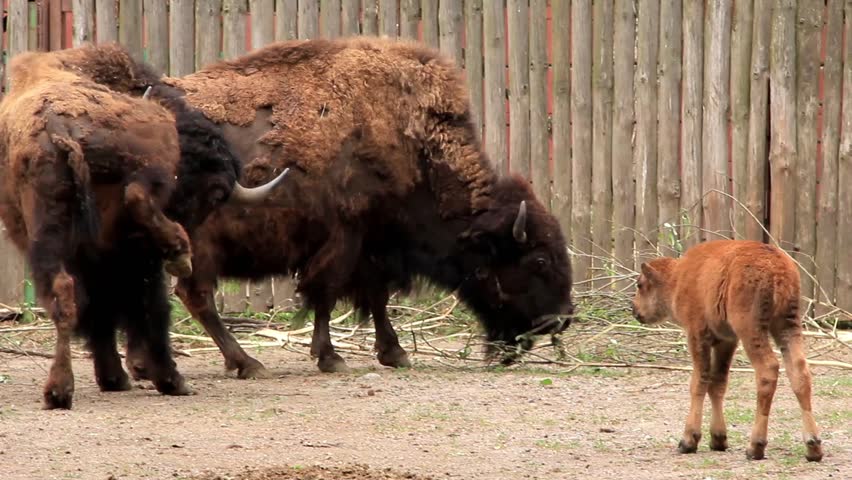 European bisons (Bison bonasus) and baby in zoo