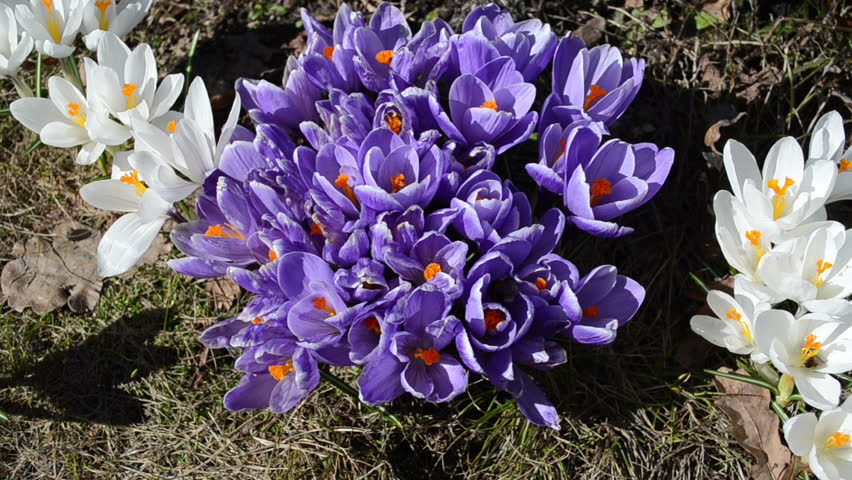 big bumblebee crawls from one crocus flower to another collecting nectar