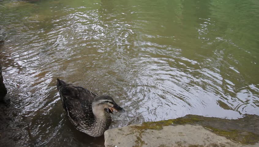 Female Mallard Duck Bathing and Washing itself in Water Spring Season 1920x1080