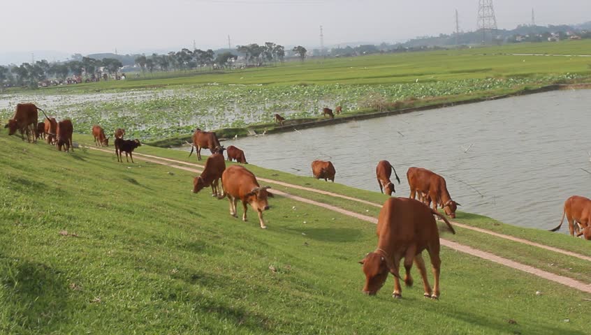 cow