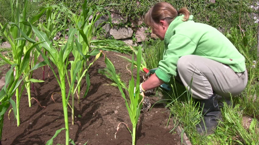 Planting corn/maize