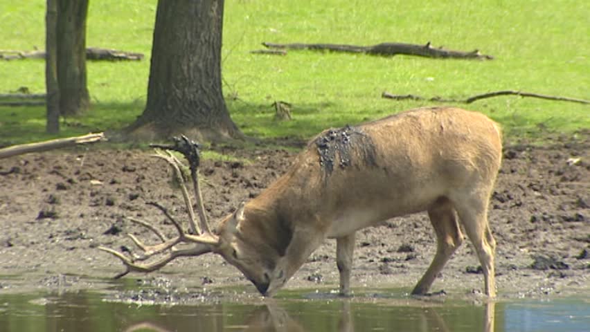 Swamp with Pere David's Deer (Elaphurus davidianus) in rut scrubs antlers in mud. Nowadays Pere Davidâs Deer is known only in captivity.