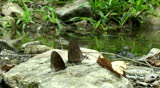 Burmese Raven Butterflies (Papilio mahadeva) eat mineral deposits on a rock next to a jungle stream. Video taken in Kaeng Krachang National (jungle) Park in Thailand.
