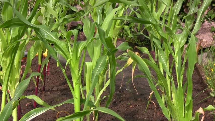 Planting corn/maize water