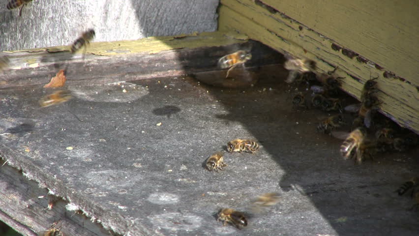 bee flying into the bee hive
