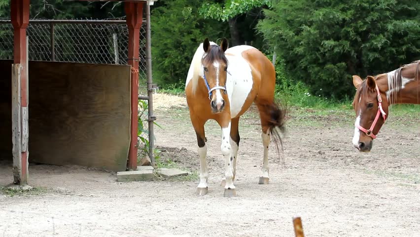 One Horse Stands Still While Another Walks By