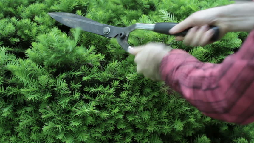 trimming hedges outside