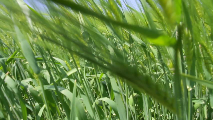 Green Wheat Field Waves Moved by Summer Wind Nature Crane Shot Background HD